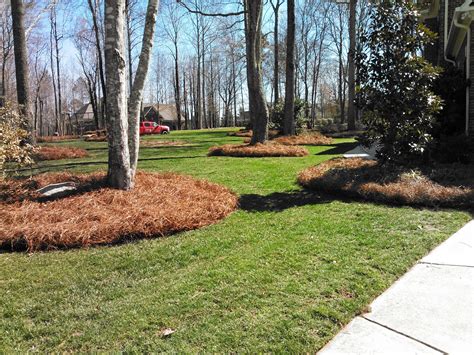 Why Pine Straw Mulch – Mid-Atlantic Pine Straw