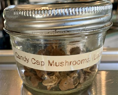 Had Candy Cap Mushroom 🍄 ice cream in Mendocino, CA : r/icecream