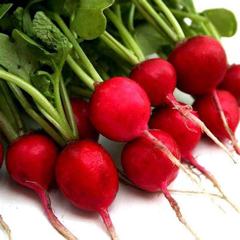 Buy Radish Imported Scarlet Red Globe - Vegetable Seeds online from ...