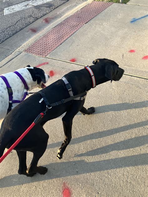 My two Great Danes Marley (the spotted one) and moose( the smaller one ...
