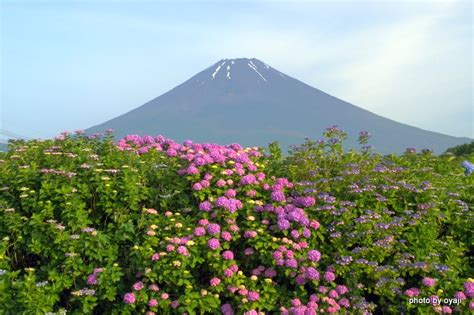 富士山 的图像结果