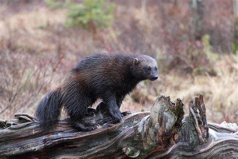 What Wild Animals Live In Lapland at Ronald Whitehurst blog