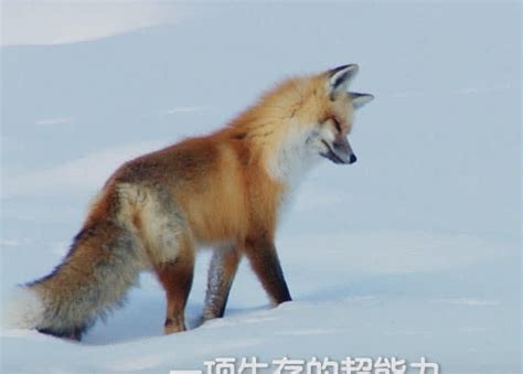 小狐狸走着走着突然跳起来把头插进雪地里，看过的人都笑岔气了