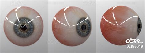 眼球模型眼珠子模型眼睛模型眼球纹理眼球贴图-cg模型免费下载-CG99