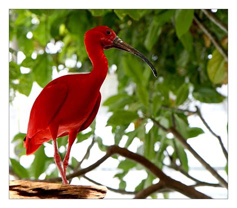 Scarlet Ibis by gironzalon on DeviantArt