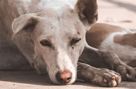 Hope For Critters | An Animal-Welfare NGO