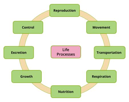 Life Process Explained 的图像结果