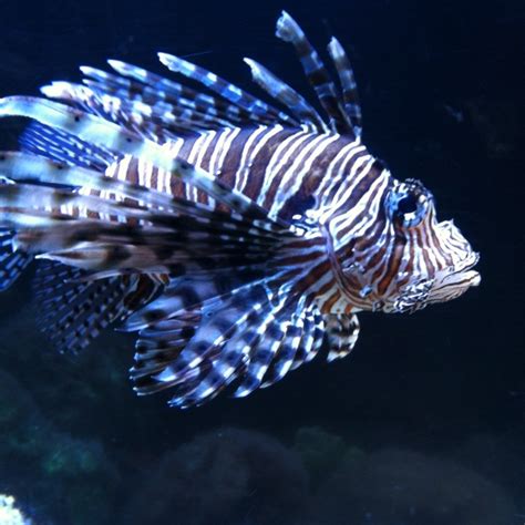 Image result for Fish Imafe for Python Code
