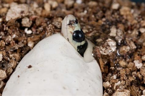 King Cobra Snake Facts