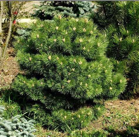 Сосна черная Хорнибрукиана (Pinus nigra Hornibrookiana )