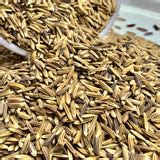 Burma Desi Black Basmati Paddy Seeds – Vintage Farmers