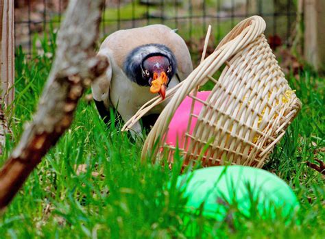 The Benefits of Enrichment on an Animal’s Physical and Mental Wellbeing ...