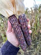 How To Pop Popcorn Seeds