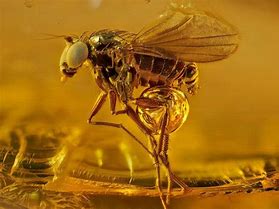 Image result for Amber with Insect