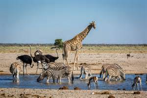 The best safari destinations in Africa