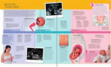 Image result for A Flowchart That Show the Process of Conception