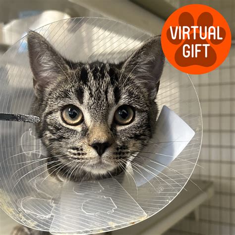 Essential Vet Care for a Rain Rescue cat - RainRescue