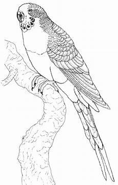 ausmalbilder kostenlos zum ausdrucken papageien papagei bilder zum ausmalen vogel malvorlagen bilder ausmalbilder kostenlos zum ausdrucken papageien papagei bilder zum ausmalen vogel malvorlagen bilder