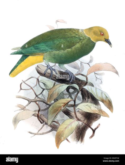 Ptilinopus layardi, also known as the Madagascar pigeon, is a species of pigeon native to ...