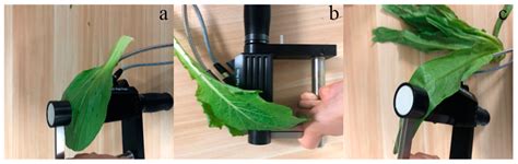 Estimating Chlorophyll Content of Leafy Green Vegetables from Adaxial ...