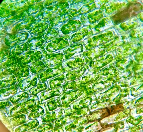 Elodea leaf under microscope | Nature beauty, Vegetables, Nature