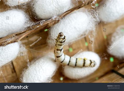Group Silk Worm Cocoons Nests Stock Photo 213609109 | Shutterstock
