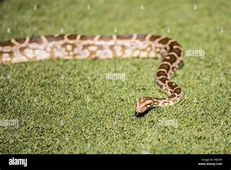 Python Examples Very Small 的图像结果