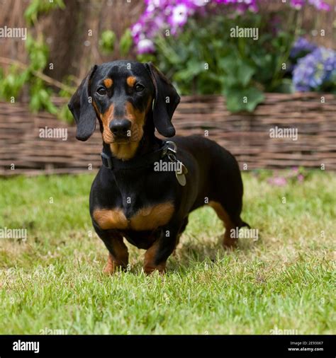 Black and tan dachshund hi-res stock photography and images - Alamy