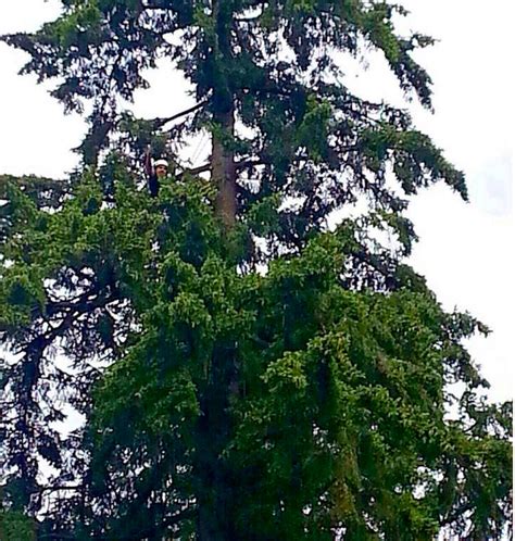 Tree Pruning Portland 的图像结果