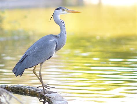Heron Bird Meaning In Hindi at David Masterson blog