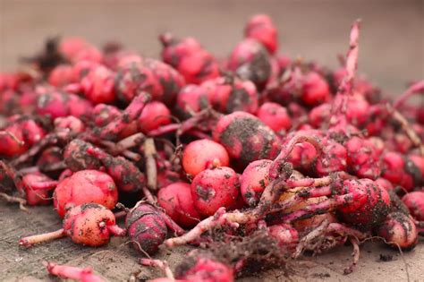 In pictures: Tubers of the future | Kew