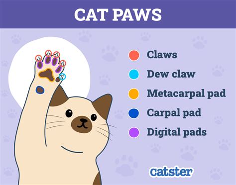 Do Cat Paw Pads Change Color? Vet Approved Facts & FAQ - Catster