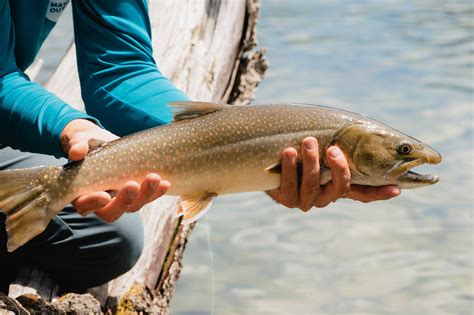 Protecting Native Fish in Glacier - Glacier National Park Conservancy