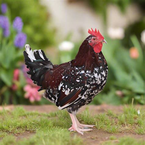 Speckled Sussex Chicks - Hardy, Friendly & 4-5 Eggs Weekly – Az Chickens