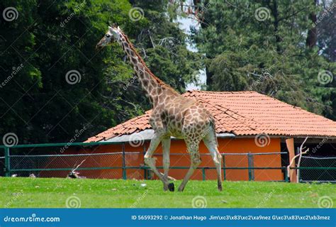 Giraffe at the zoo editorial photography. Image of local - 56593292