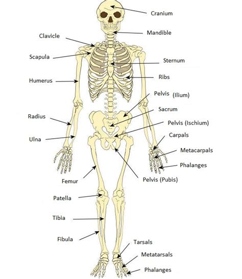 OS Corps 的图像结果