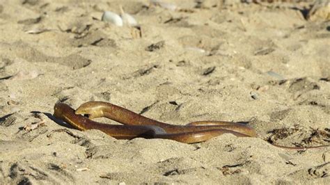 Image result for Python Snake Fight Snake