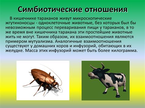 Презентация к уроку экологии "Межвидовые взаимоотношения животных"