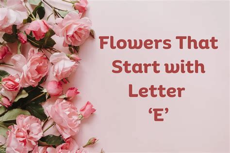 Flowers That Start With E