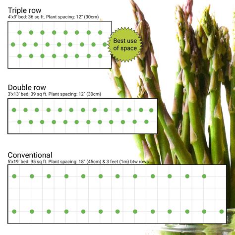 When & how to harvest asparagus