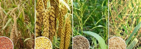 AP State Seeds Developement