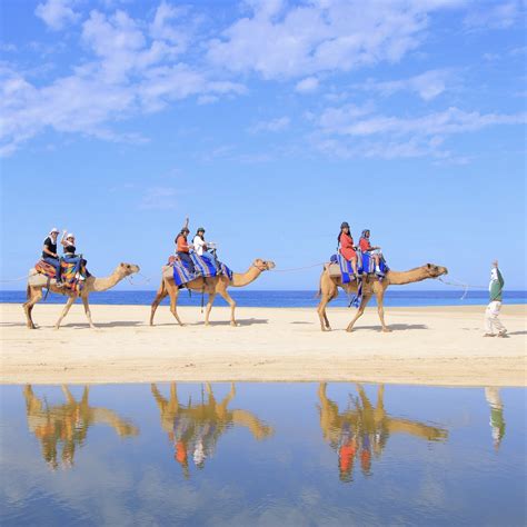 Camel Ride Cabo
