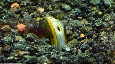 Freshwater Clams: Care, Food, Size, Lifespan & Tankmates - Video