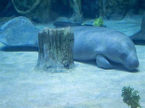 UAE: National Aquarium Abu Dhabi houses two African manatees