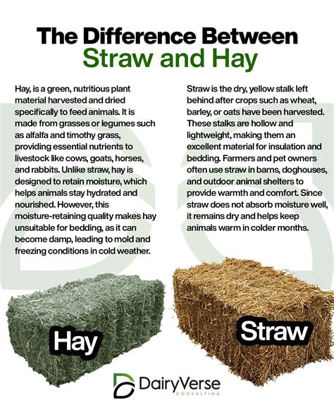 The Difference Between Straw and Hay - Dairyverse