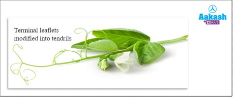 The Leaf: Types, Phyllotaxy, Modifications, Practice Problems, and FAQs ...