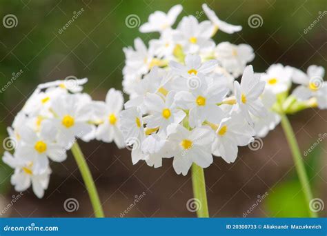 Small pretty white flowers stock image. Image of botanic - 20300733