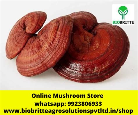 Ganoderma lucidum grow kit | spawn supply | spawn store | mushroom ...
