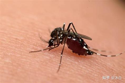 Nature：蚊子为什么对你“偏爱”？“以身诱蚊”的科学家找到了答案_生物探索