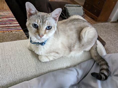 Siamese Tabby Mix Personality Half&Half The Siamese/Calico Mix's Web